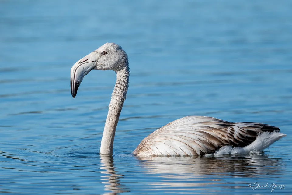 Flamant rose