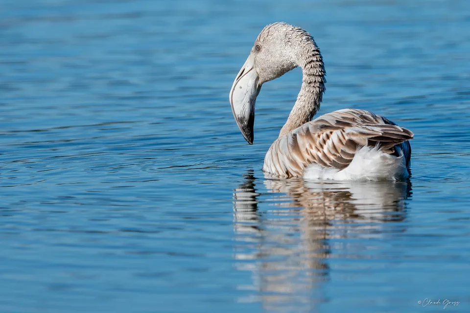 Flamand rose