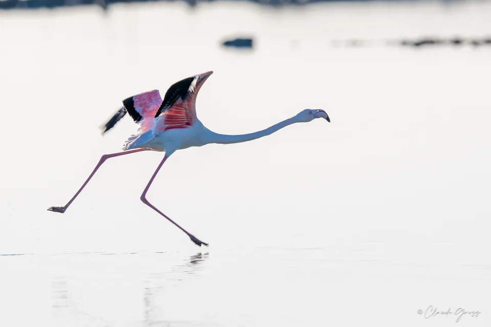 Flamant rose