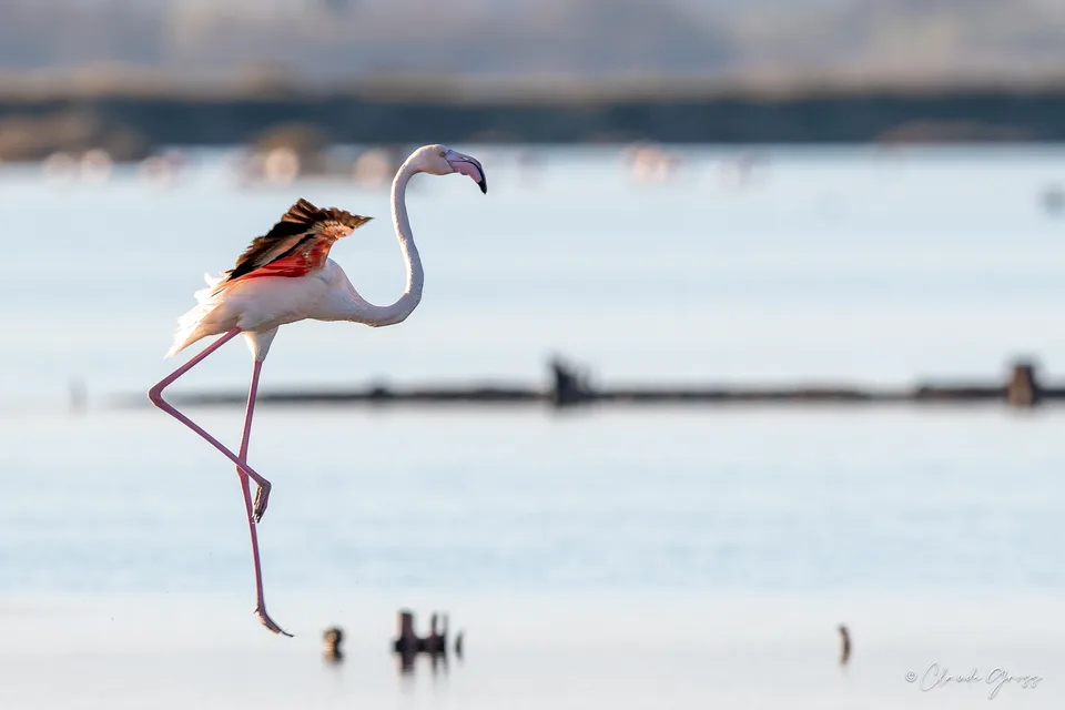 Flamant rose