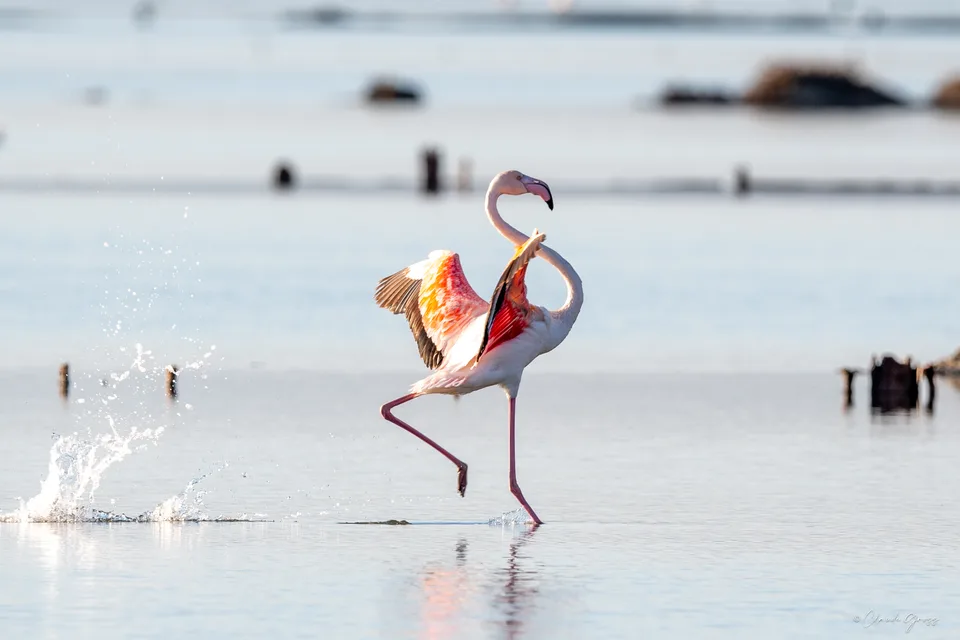 Flamand rose