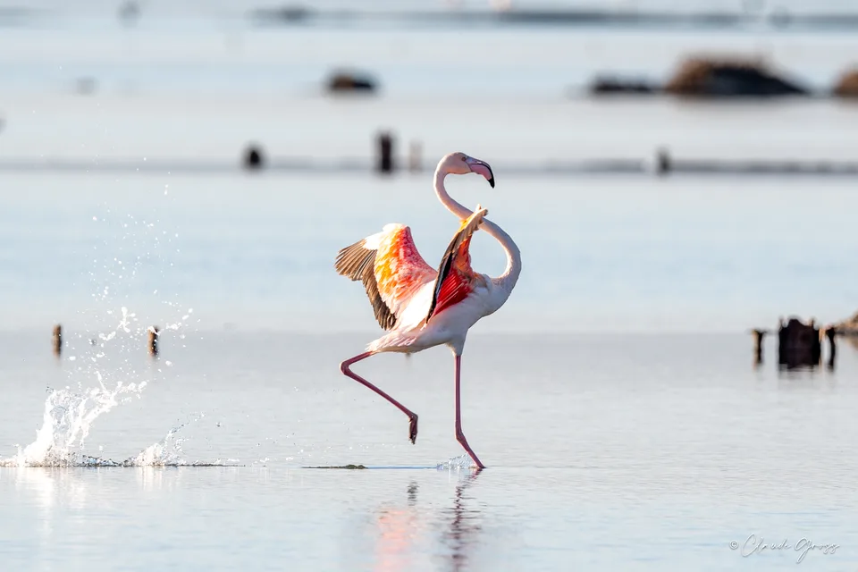 Flamant rose