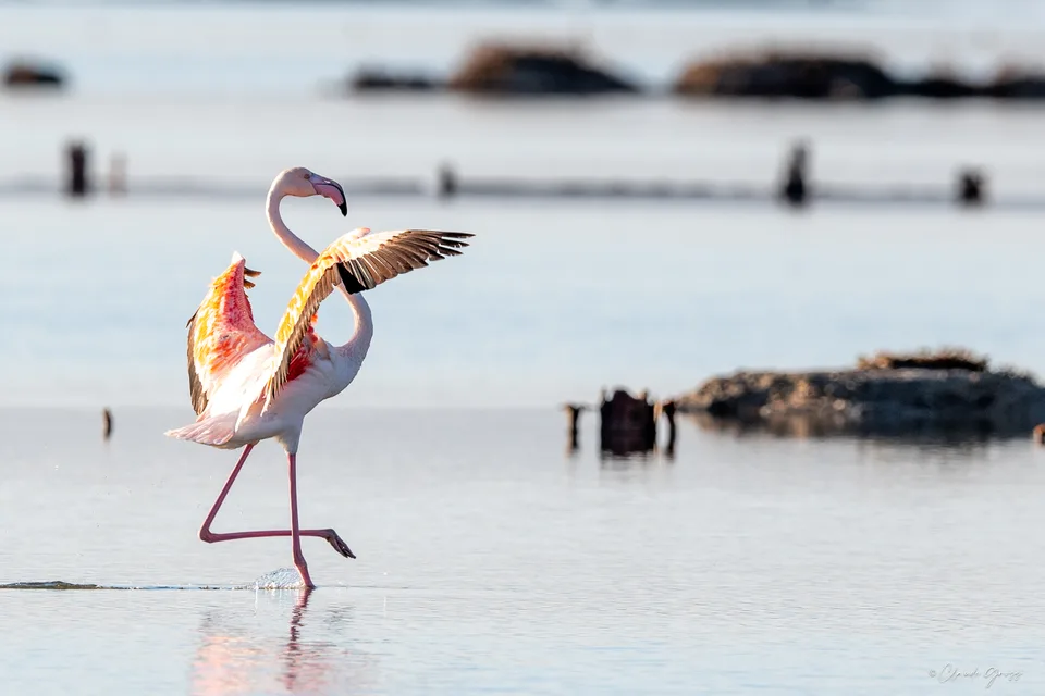 Flamand rose