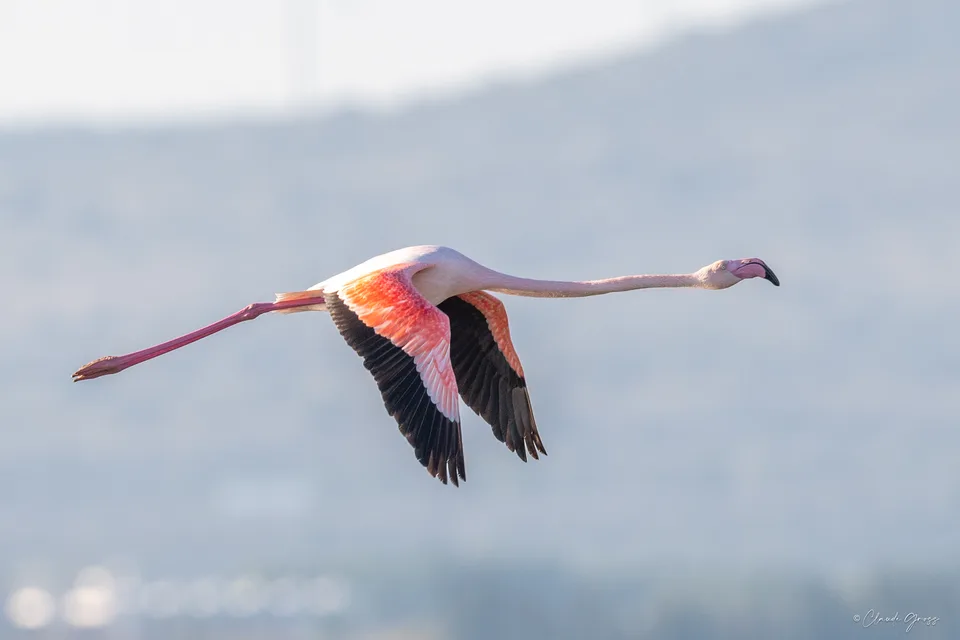 Flamand rose