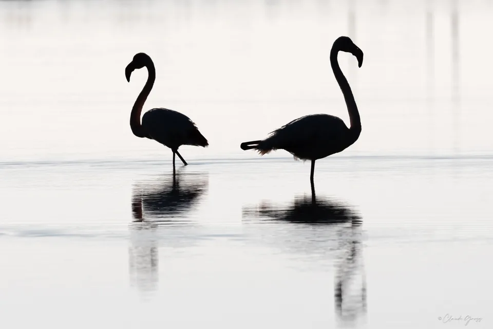 Flamand rose