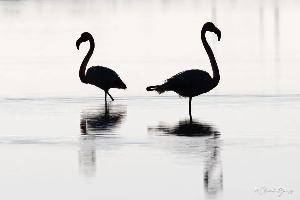 Flamant rose