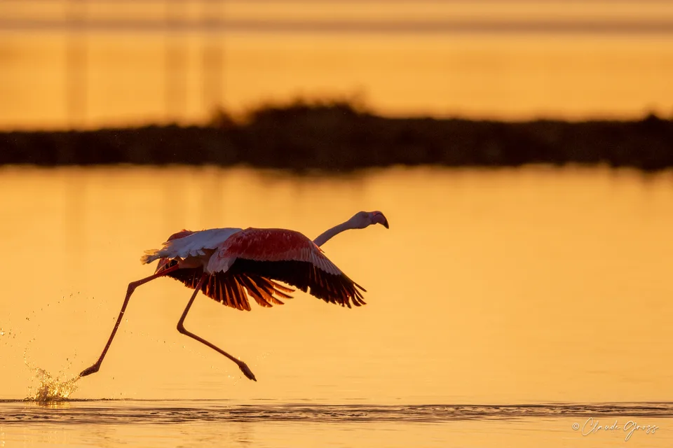 Flamant rose