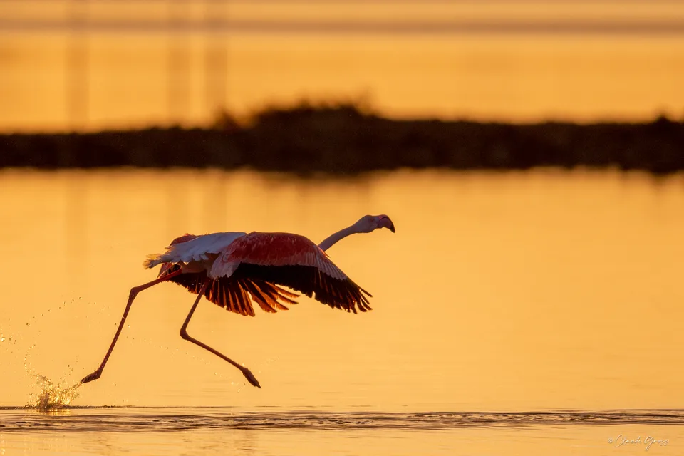 Flamand rose