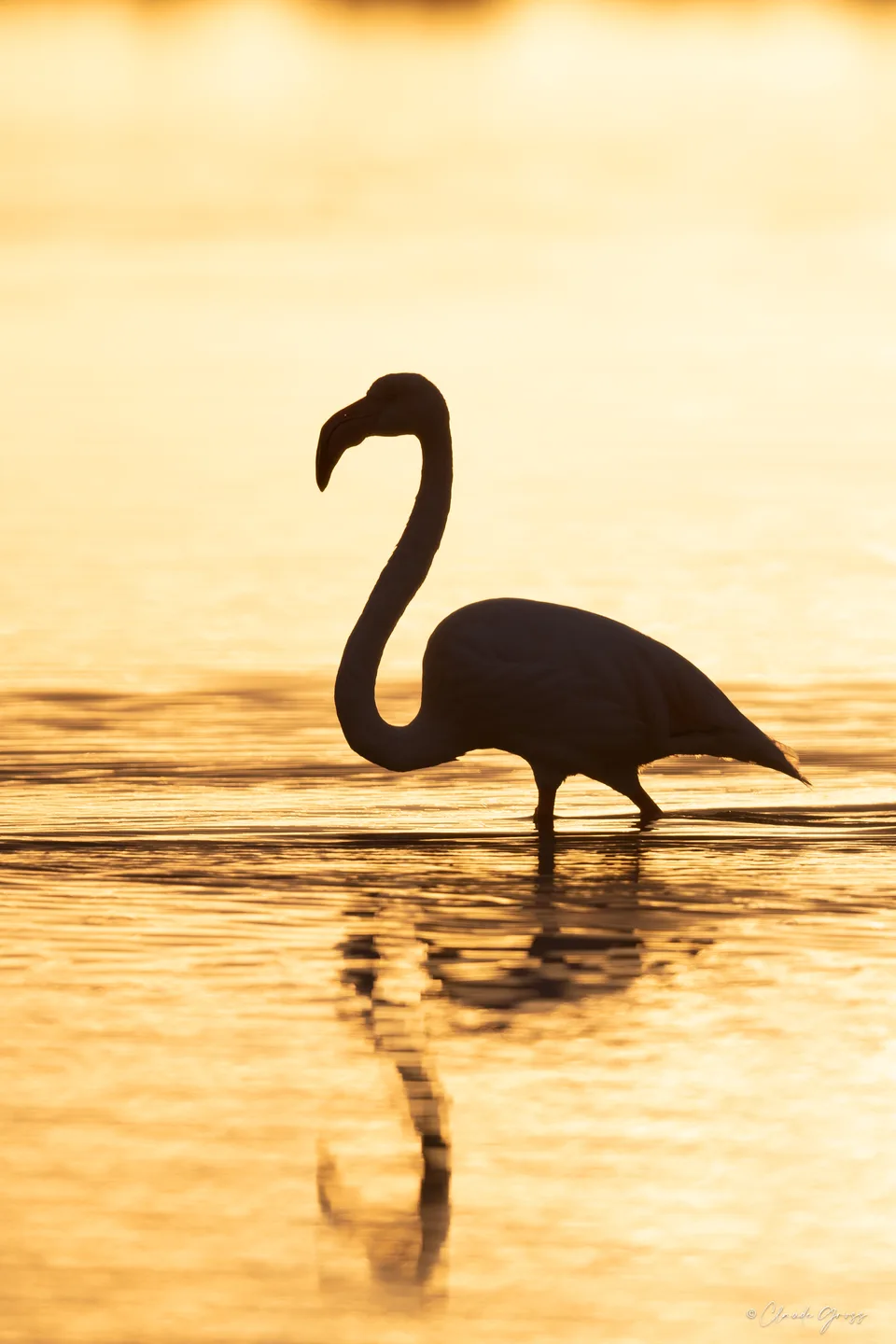 Flamand rose