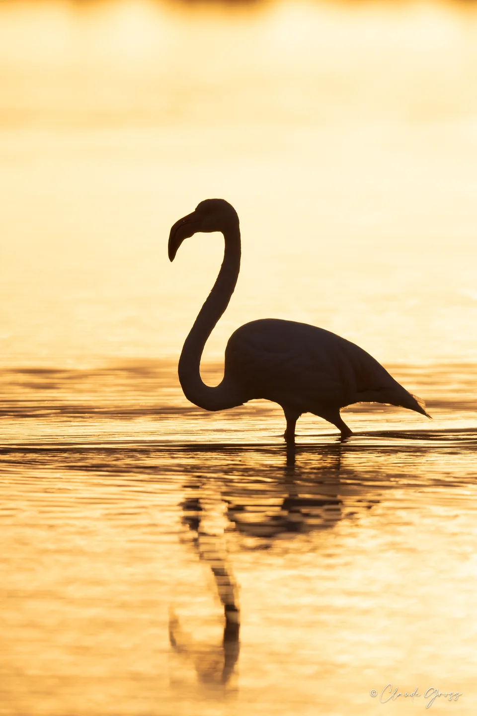 Flamant rose