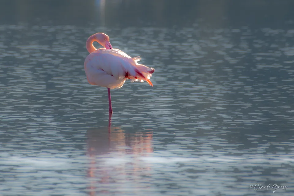 Flamant rose