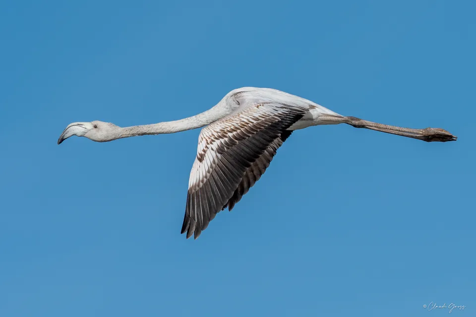 Flamant rose