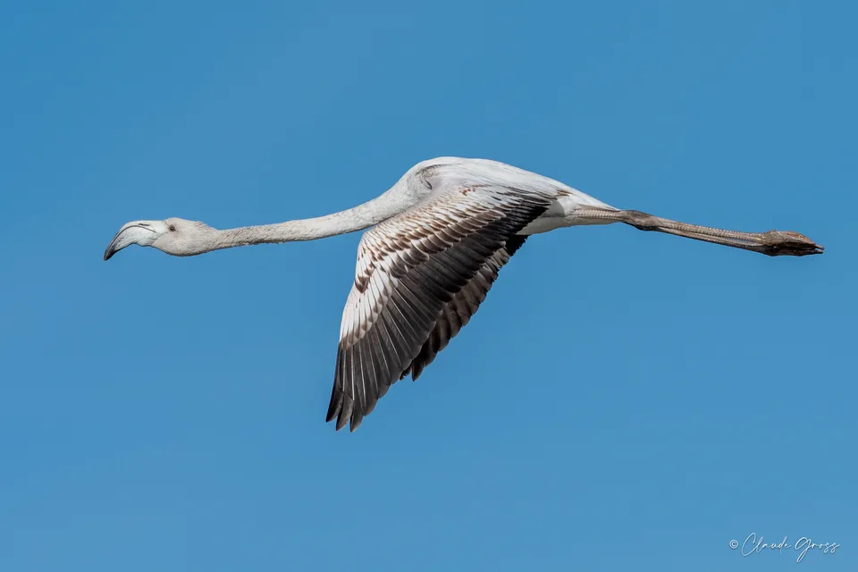 Flamant rose