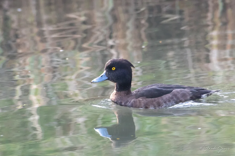 Fuligule morillon
