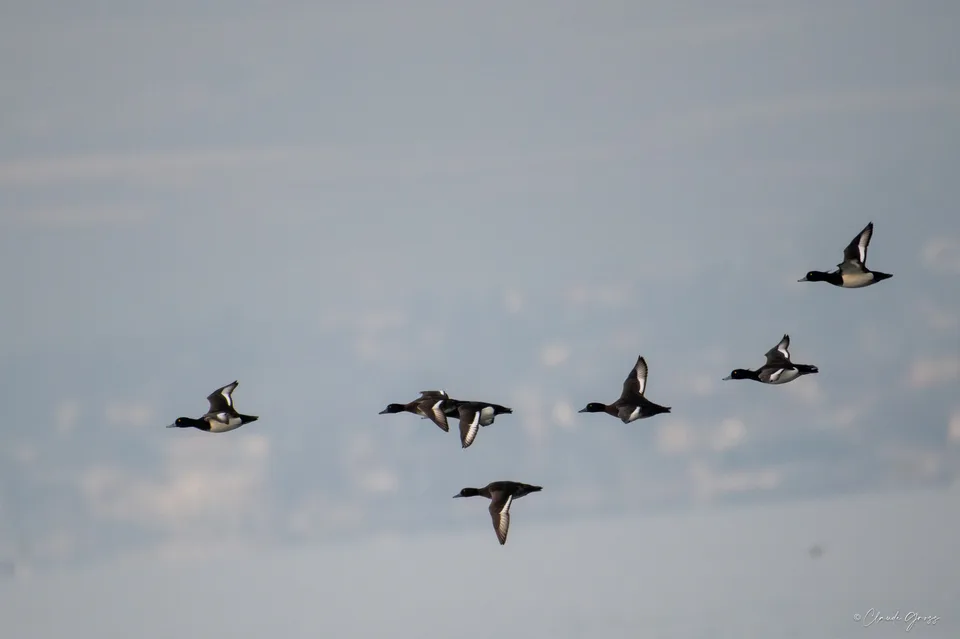 Fuligule morillon