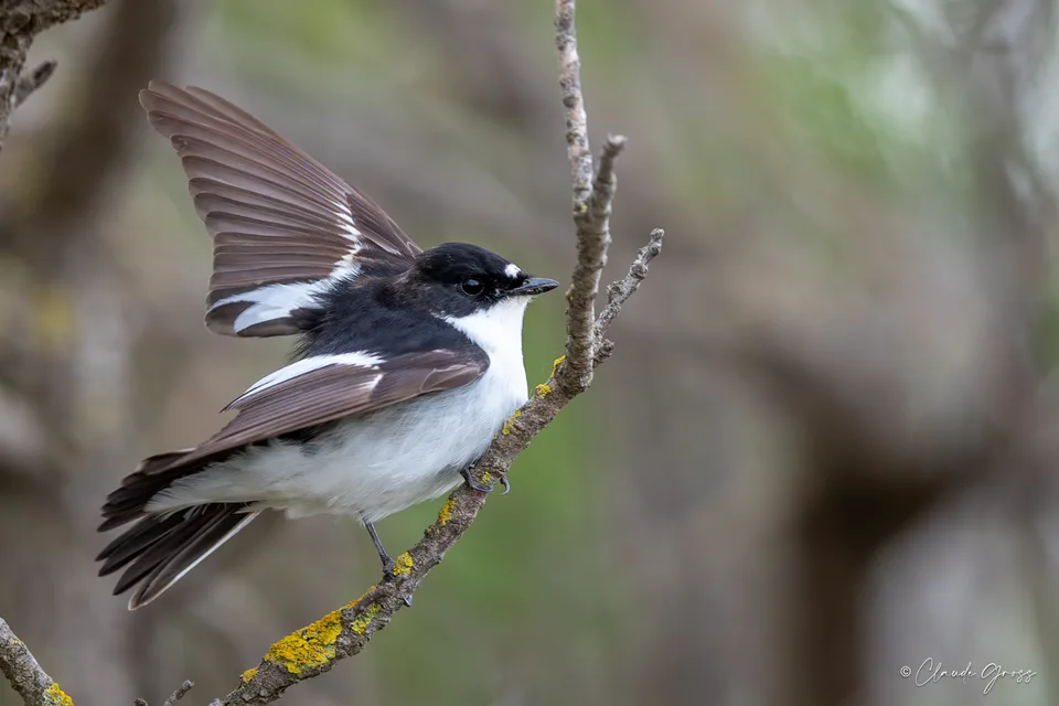 Gobemouche noir