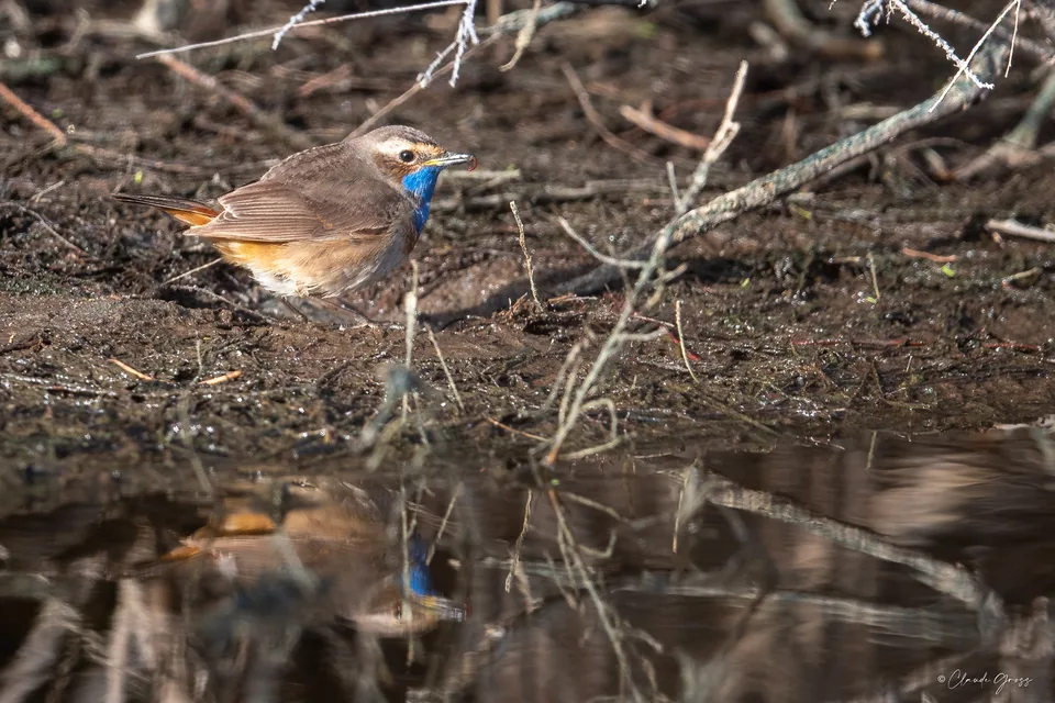 Gorgebleue à miroir