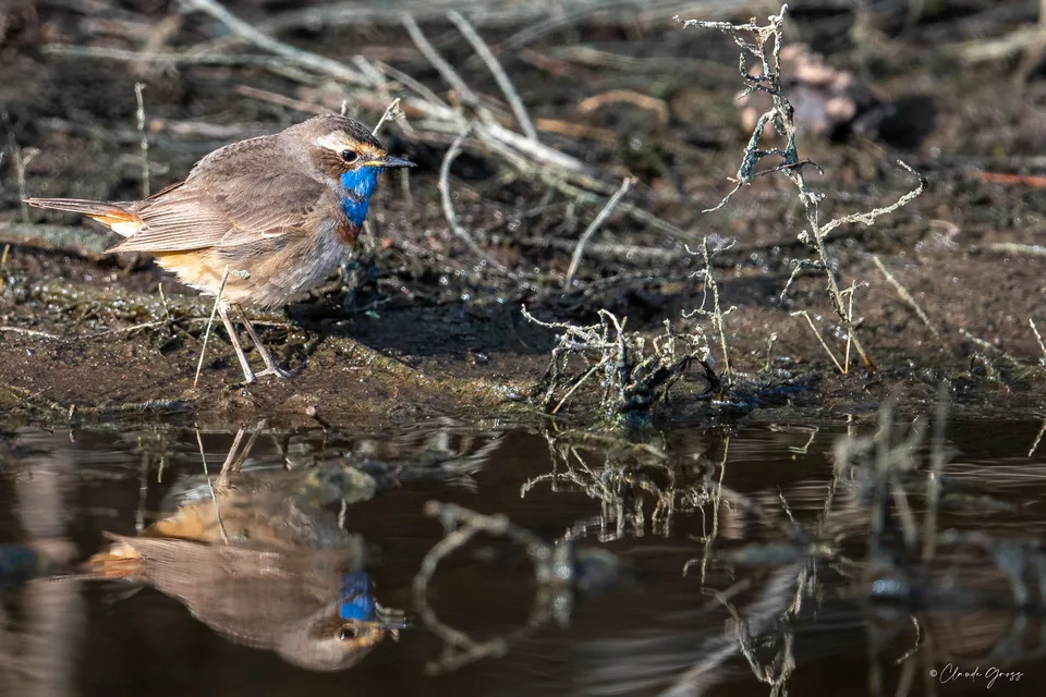 Gorgebleue à miroir
