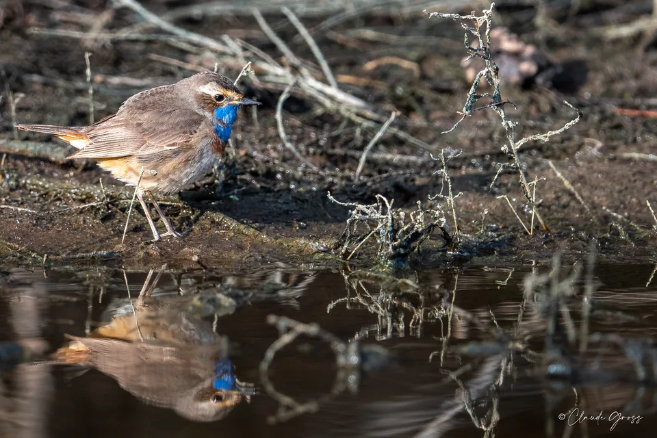Gorgebleue à miroir