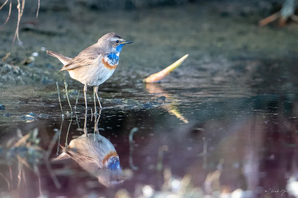 Gorgebleue à miroir