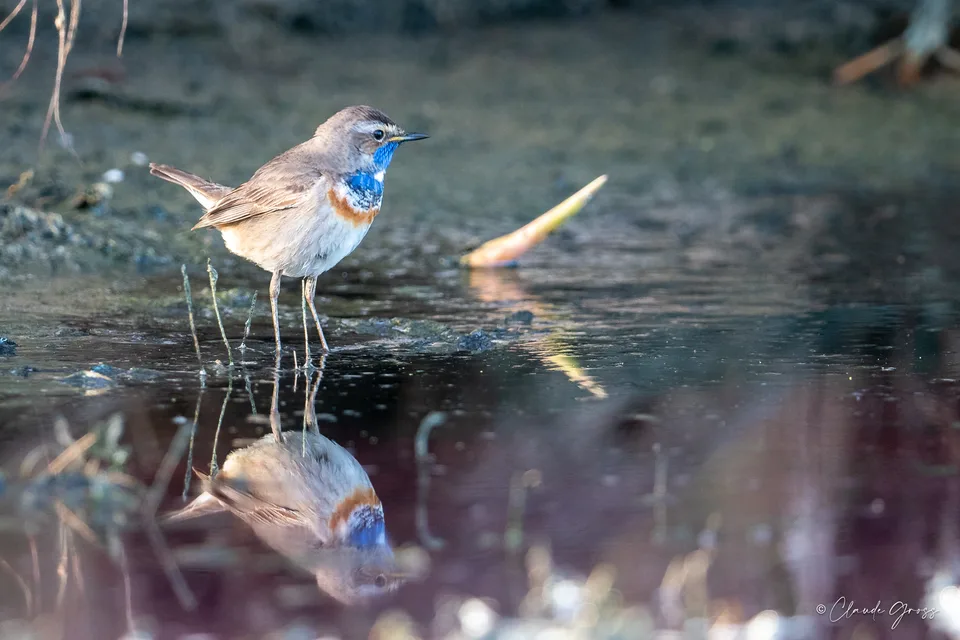 Gorgebleue à miroir