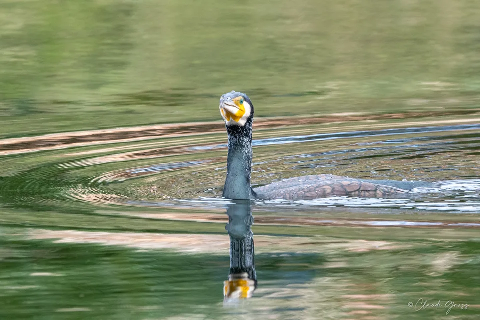 Grand Cormoran