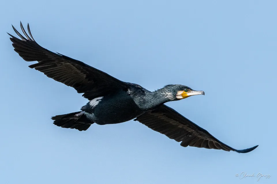 Grand Cormoran