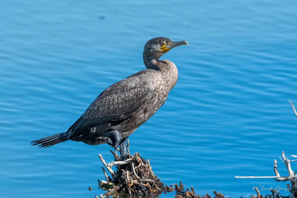 Grand Cormoran