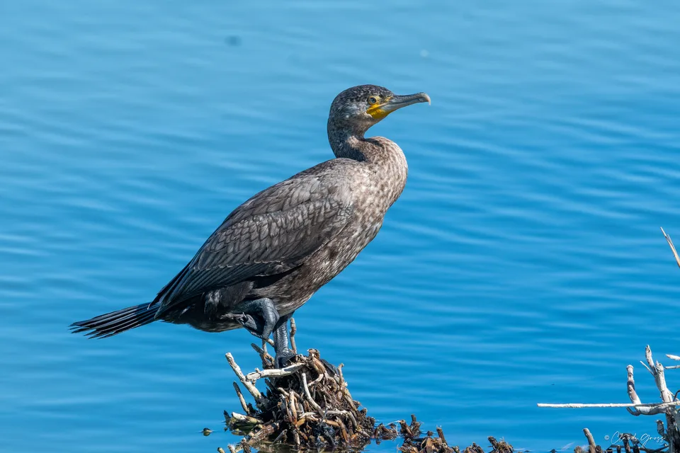 Grand Cormoran