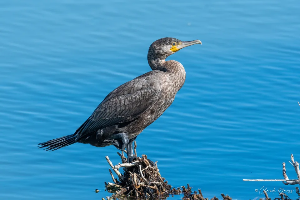 Grand Cormoran