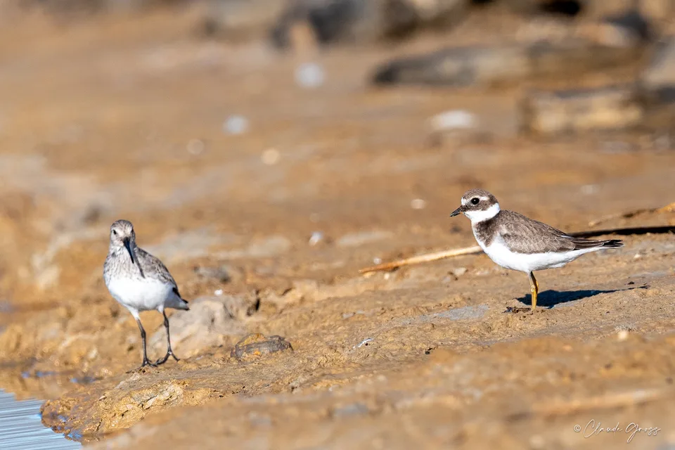 Grand Gravelot
