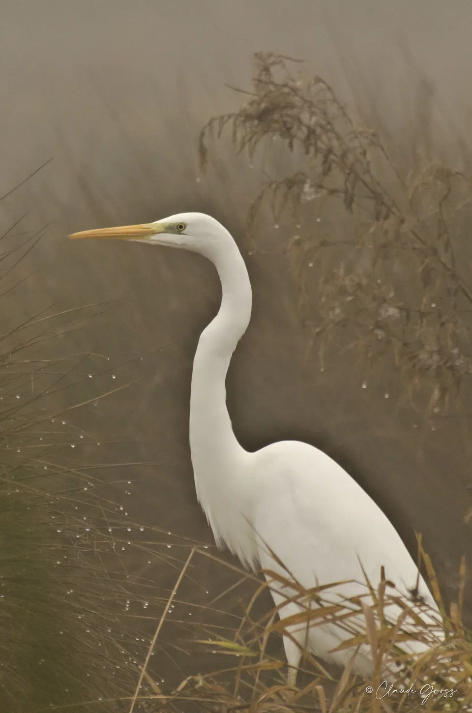 Grande Aigrette