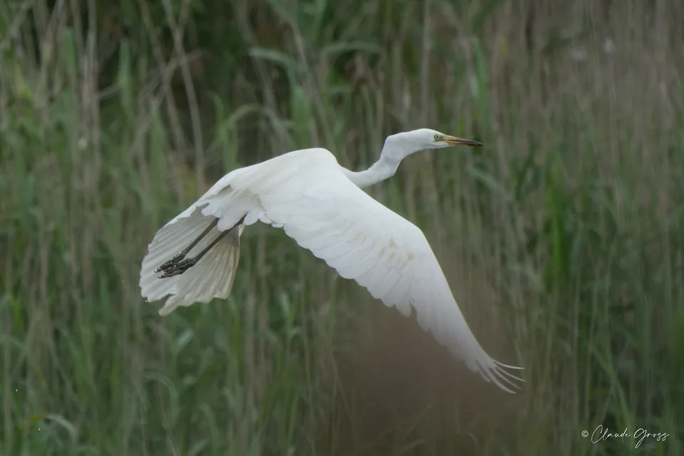 Grande Aigrette