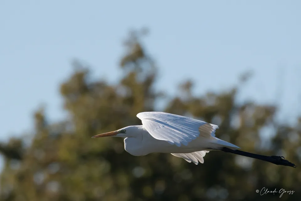 Grande Aigrette