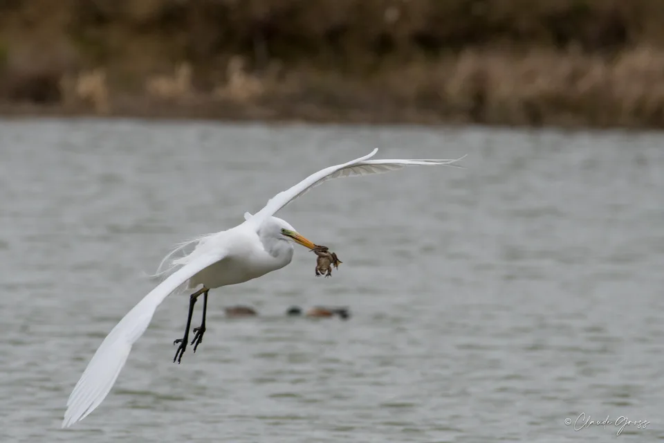 Grande Aigrette