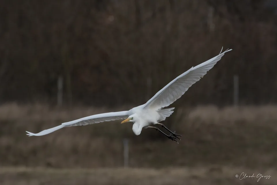 Grande Aigrette