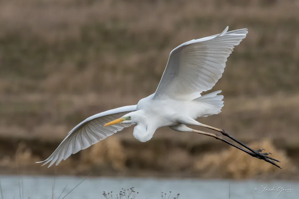 Grande Aigrette