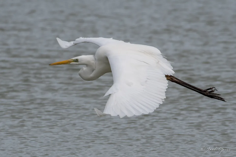 Grande Aigrette