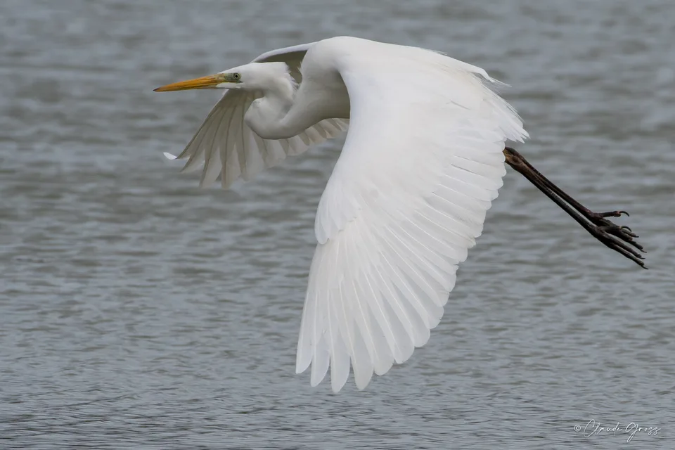 Grande Aigrette