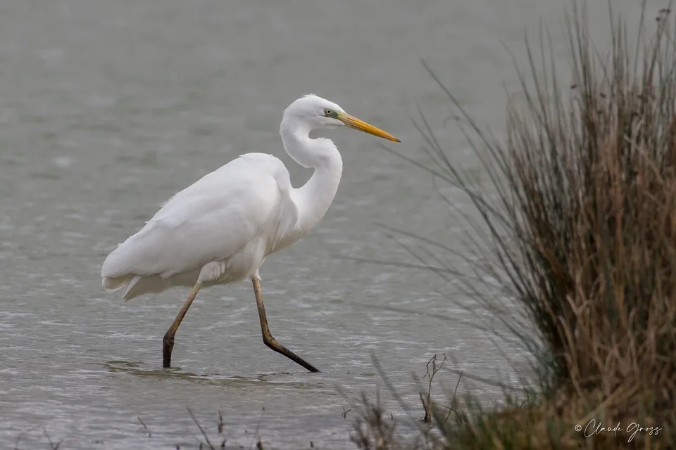 Grande Aigrette