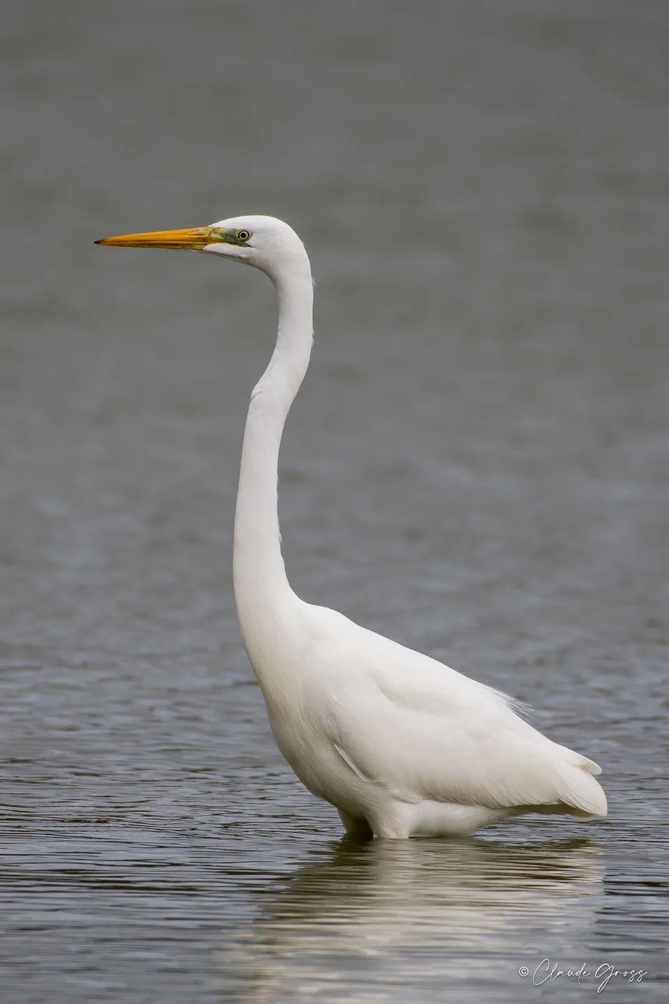 Grande Aigrette