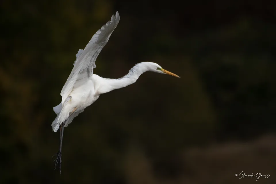 Grande Aigrette