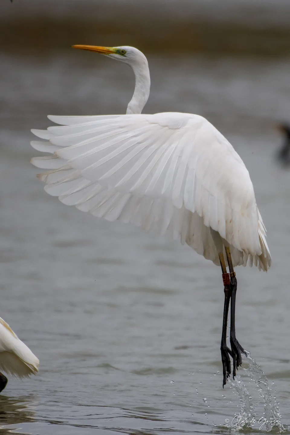 Grande Aigrette