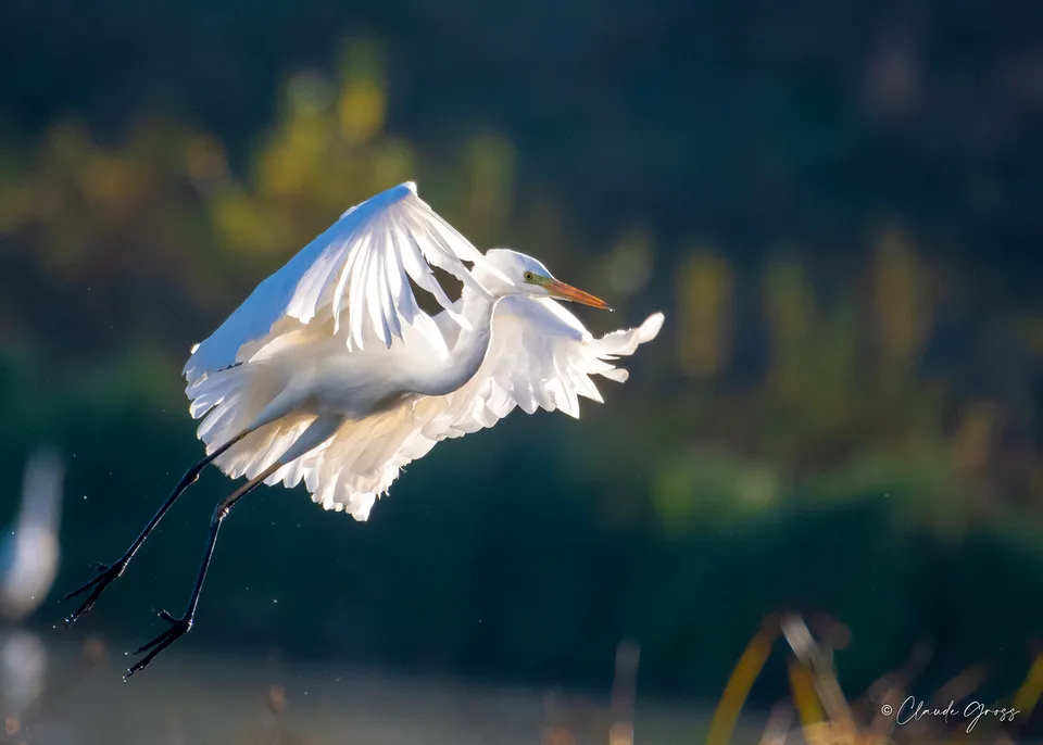 Grande Aigrette