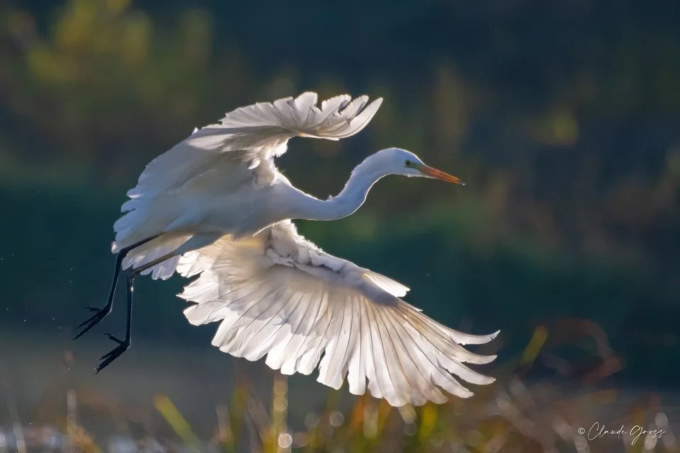 Grande Aigrette