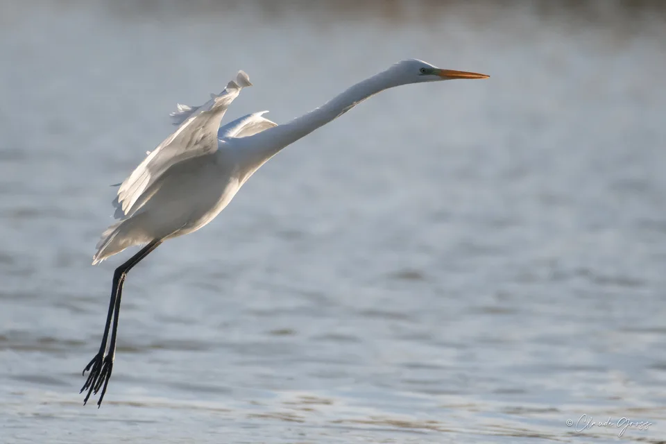 Grande Aigrette