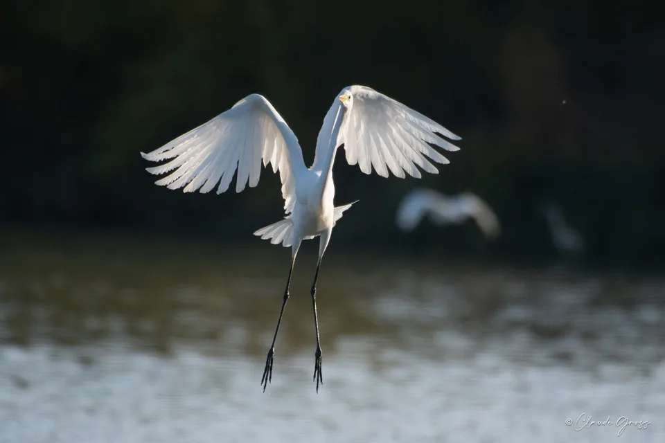 Grande Aigrette