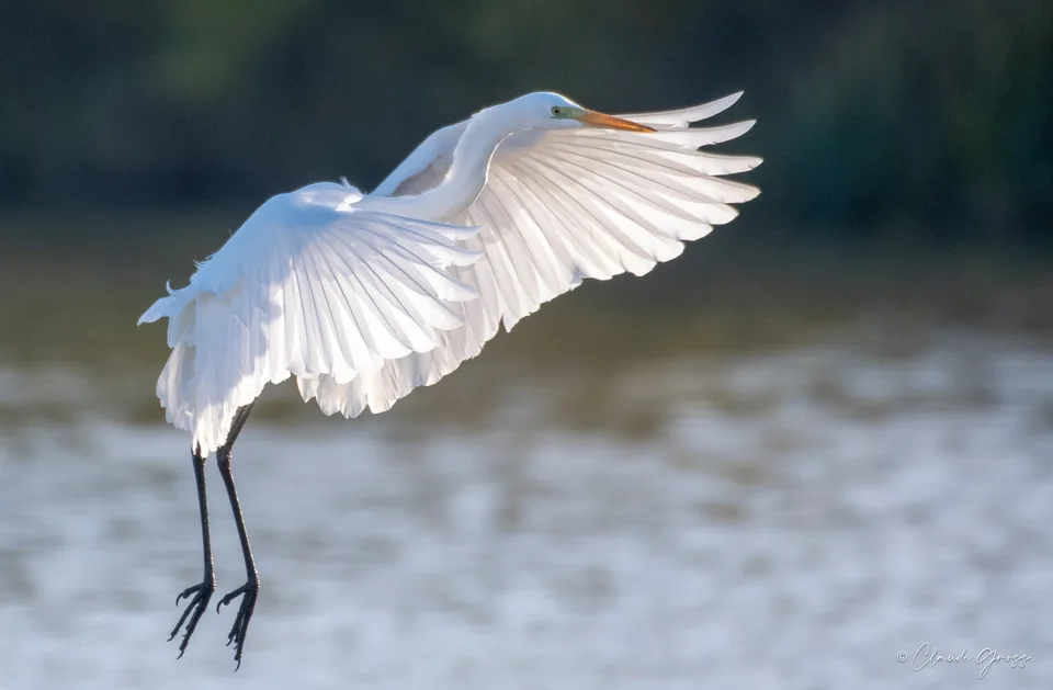 Grande Aigrette