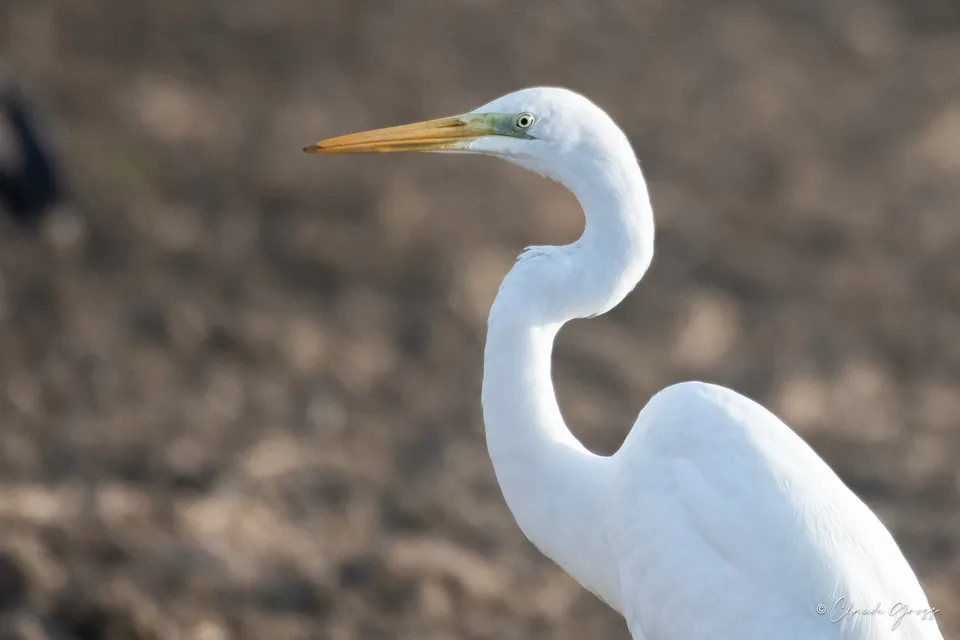 Grande Aigrette