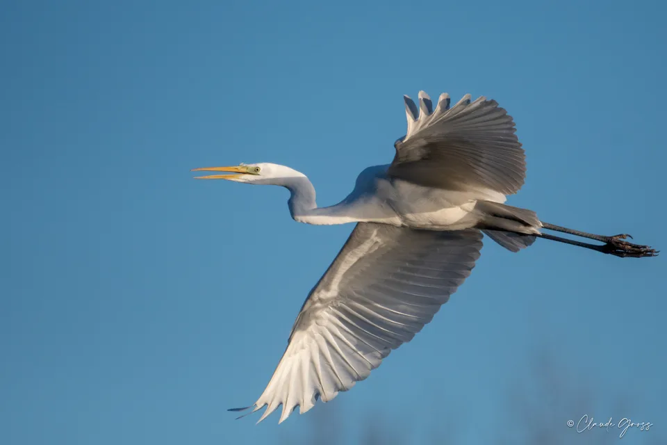 Grande Aigrette